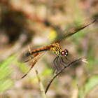 Seaside Dragonlet Dragonfly