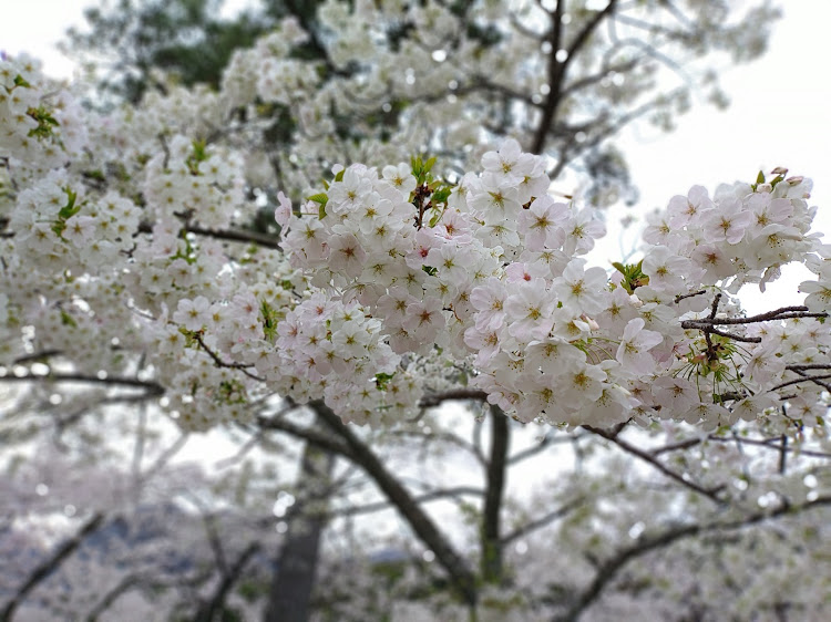 の投稿画像5枚目