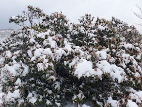 アセビの花も雪に埋もれ