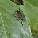 Squash Bug