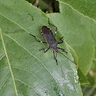 Squash Bug