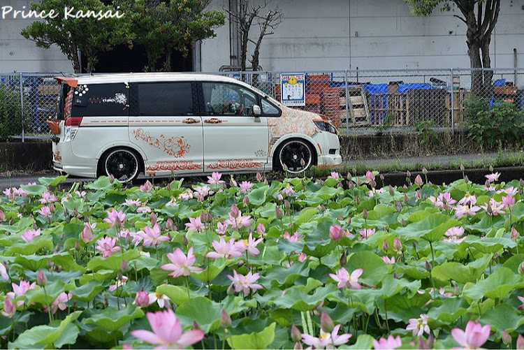 ステップワゴンの季節の花はハス・GOTOご近所・愛車とハス・コロナに負けるな・梅雨明け間近かな？に関するカスタム事例の投稿画像4枚目