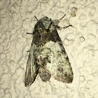 Mottled Prominent Moth