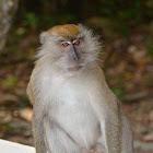 Crab-eating Macaque/Long-tailed Macaque