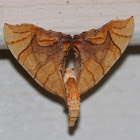 Lesser Grapevine Looper Moth