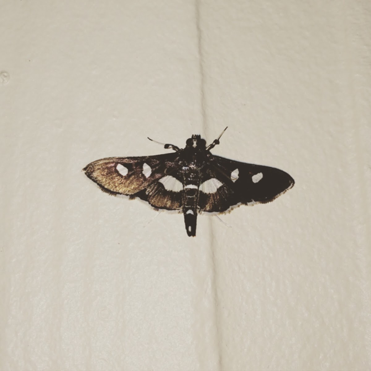 Leaffolder Moth