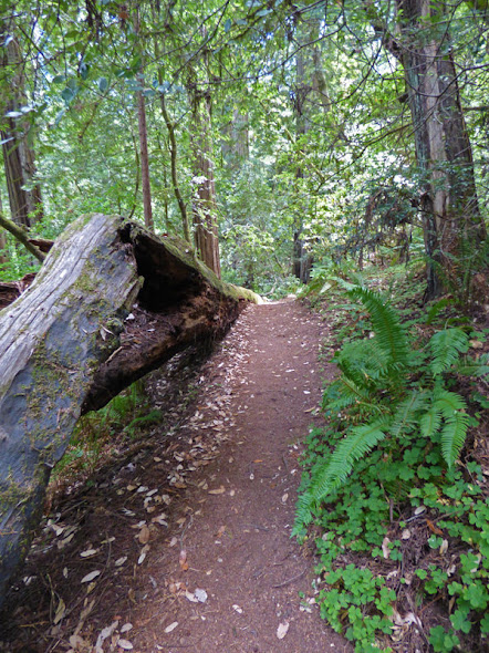 Redwood Nature Trail, Loeb State Park