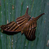 Many-banded Daggerwing