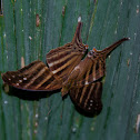 Many-banded Daggerwing