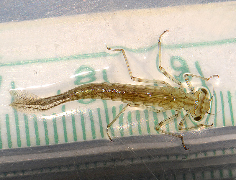 Damselefly Nymph