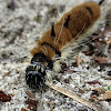 Fingered Dagger Moth