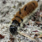 Fingered Dagger Moth