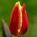 Tulips HD Wallpapers Holland Theme