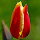 Tulips HD Wallpapers Holland Theme