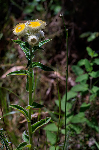 Helichrysum foetidum