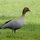 Australian Wood Duck (Male)