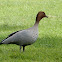 Australian Wood Duck (Male)