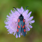 Narrow-bordered five-spot burnet