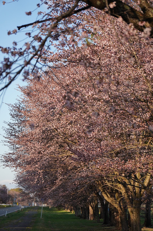 AZ-1のお花見ドライブ🌸・静内町の二十間道路の桜🌸・早起きは三文の徳😊に関するカスタム事例の投稿画像4枚目