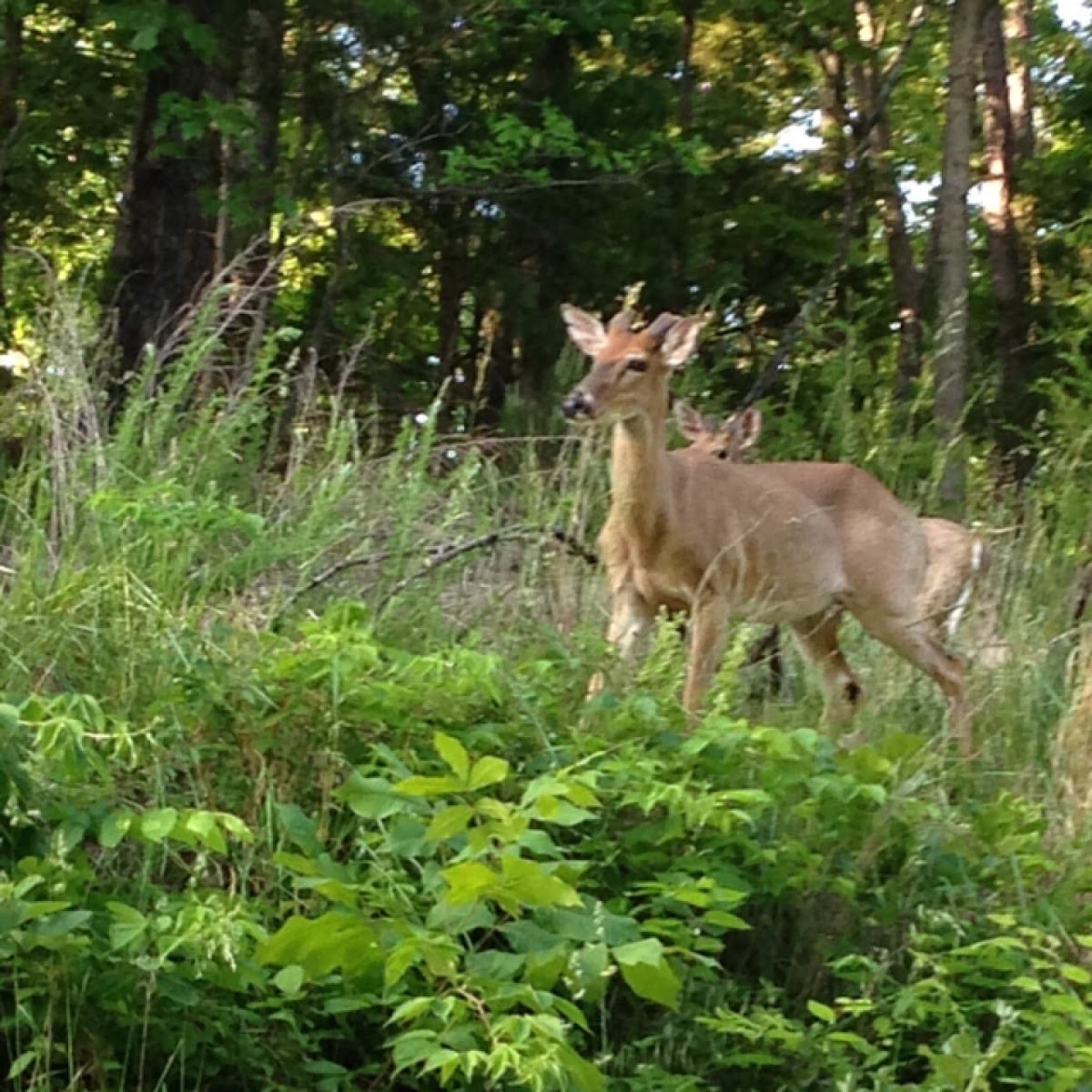 White tail deer