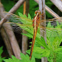 Golden-winged skimmer