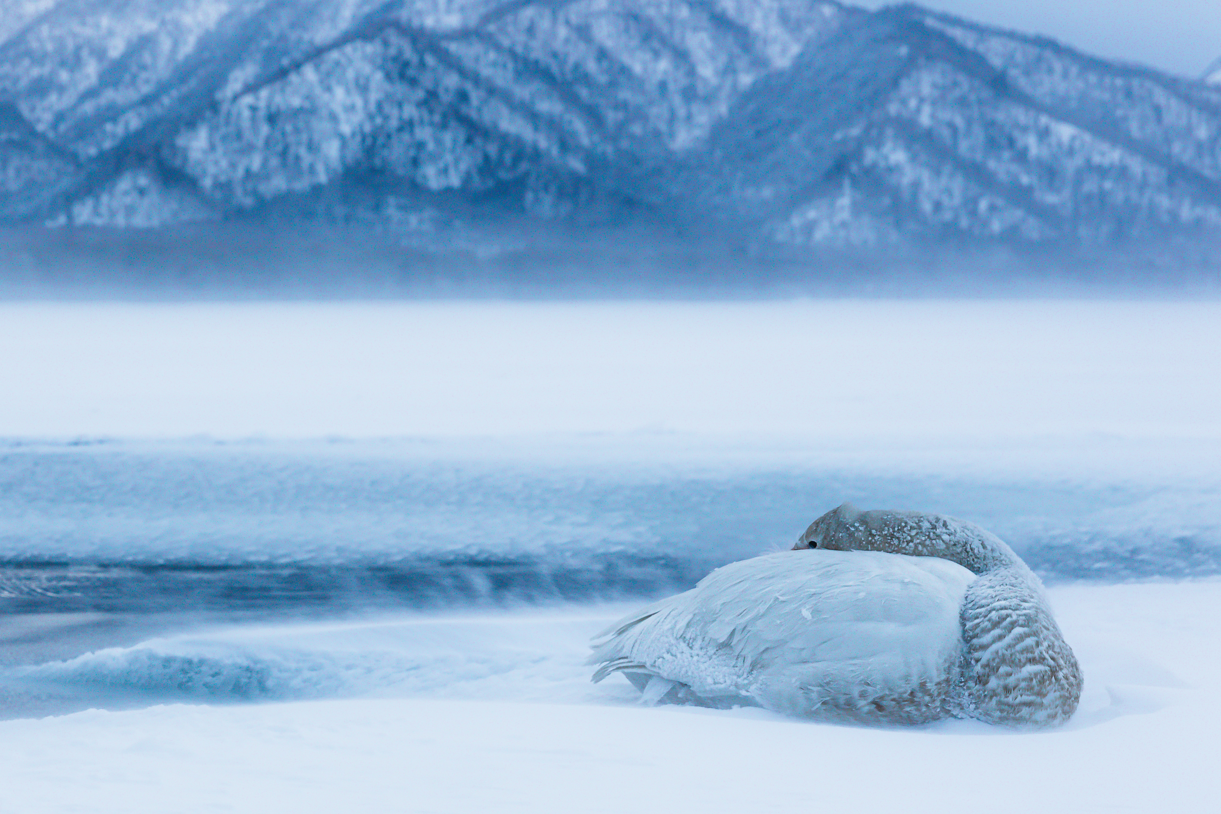 Iced swan di utente cancellato