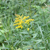 Tall Goldenrod