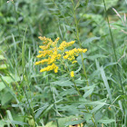 Tall Goldenrod