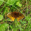 Great Spangled Fritillary