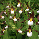 Mountain Lady's Slipper