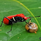 Assassin bug