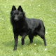 Schipperke Themes & New Tab