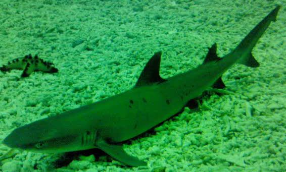 Whitetip Reef Shark