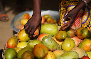 Close up of an African woman's hands fetching ripe mangoes from a basket.