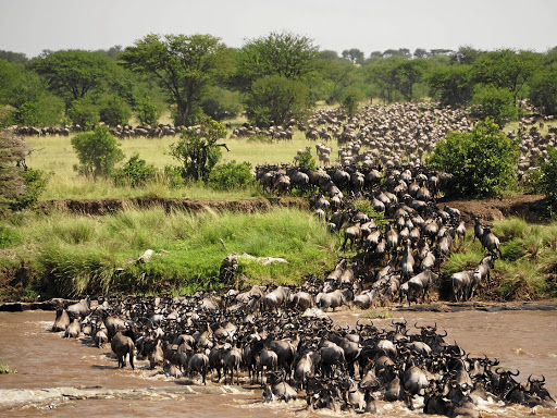 Wildebeest cross the Mara River during the Great Migration.