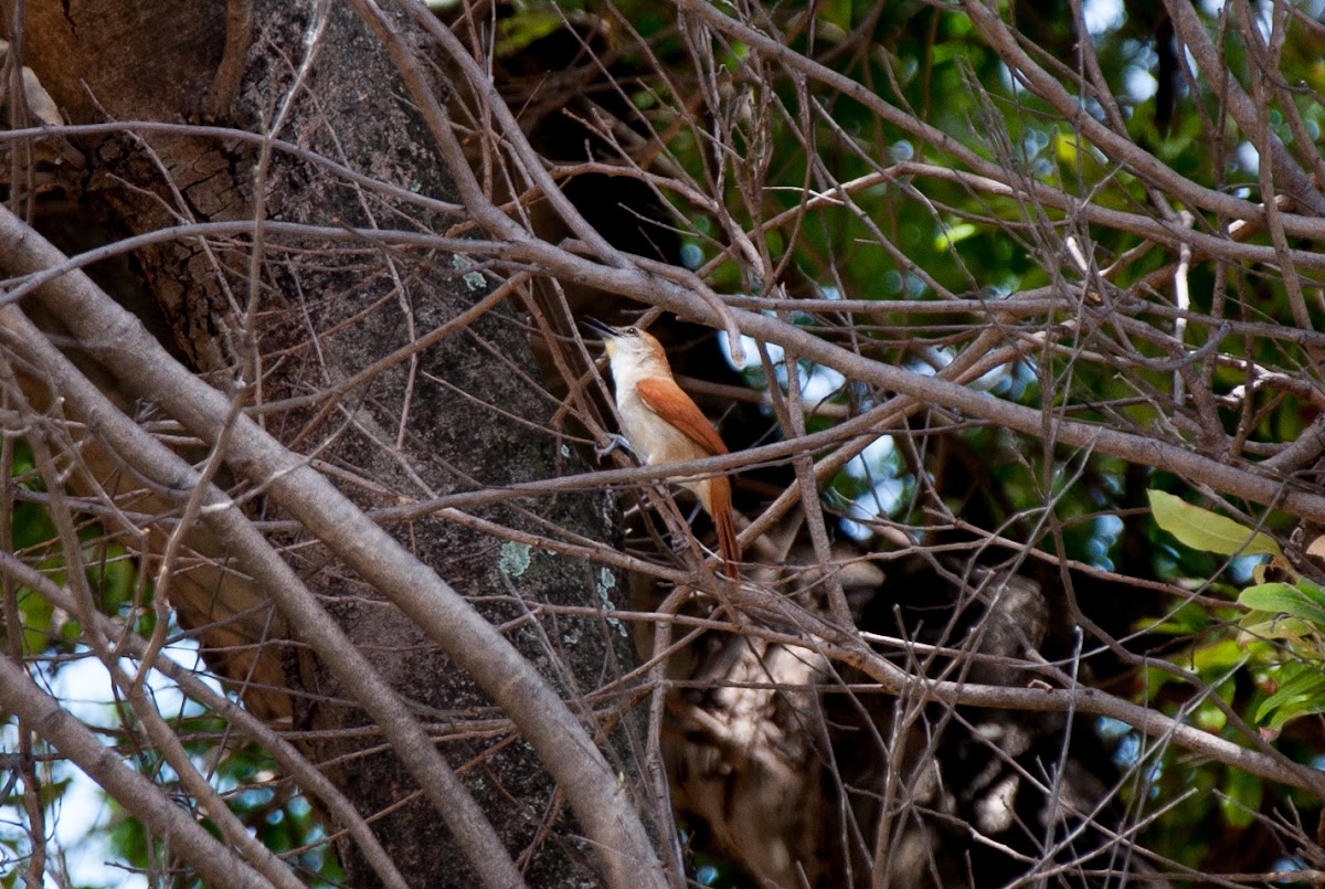 Yellow-chinned Spinetail