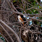 Yellow-chinned Spinetail