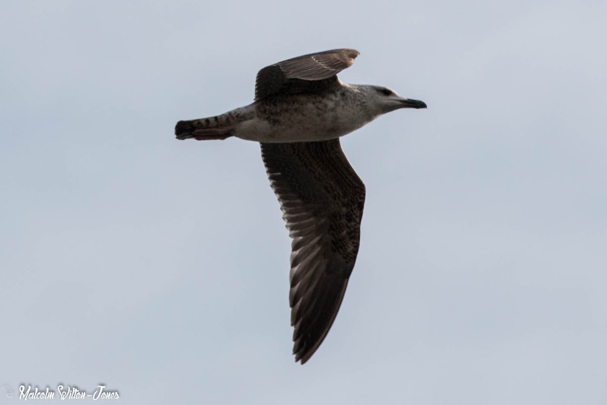 Yellow-legged Gull; Gaviota Patiamarilla