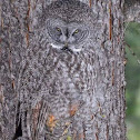 Ural owl