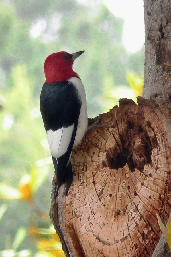 Red-Headed Woodpecker