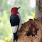 Red-Headed Woodpecker