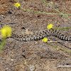 Southern Pacific Rattlesnake