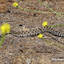 Southern Pacific Rattlesnake