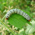 Hieroglyphic Moth (Caterpillar)