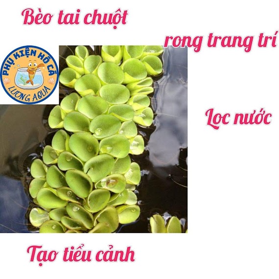 5 Nhánh Bèo Tai Chuột, Bèo Thủy Sinh Lọc Nước, Phụ Kiện Trang Trí Hồ Cá Cảnh Thủy Sinh Hòn Non Bộ