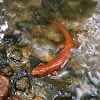 Northern Red Salamander