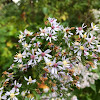 New England Aster