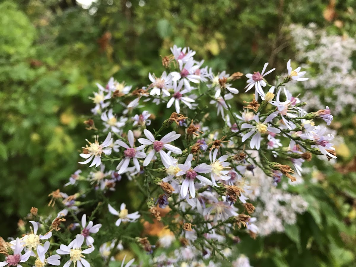 New England Aster