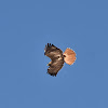 Red-tailed Hawk