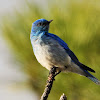 Mountain bluebird (male)